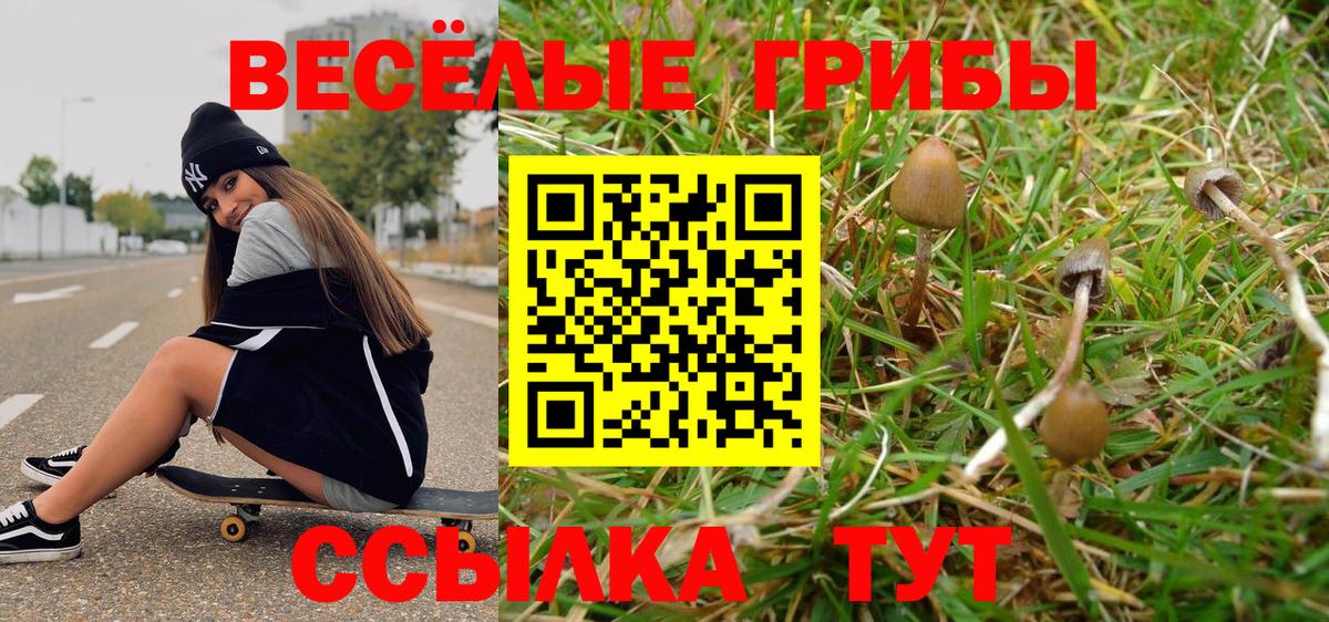 Галлюциногенные грибы Psilocybine cubensis Сокол